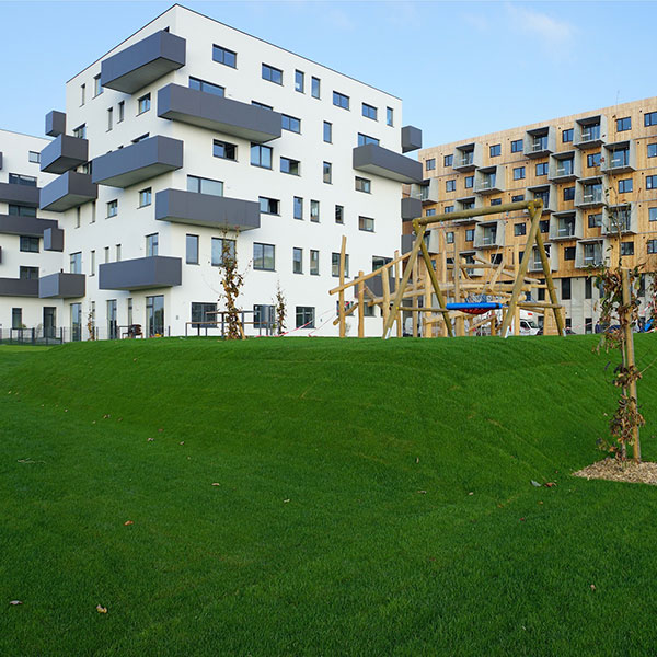 Iser Marchfeldrasen  - Rasen für ein besseres Stadtklima - Wie Rasen das Stadtklima verbessert Rasenflächen in städtischen Gebieten sind weitaus mehr als dekorative Elemente; sie erfüllen wichtige ökologische und sozial...