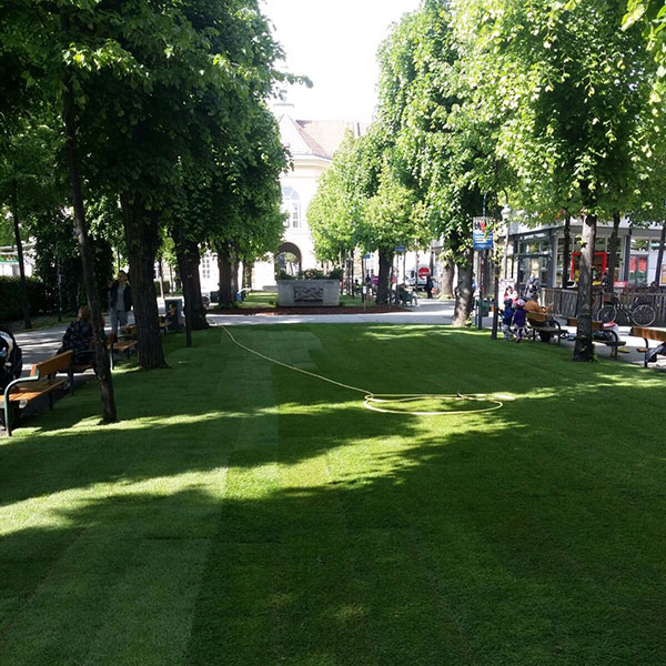 Iser Marchfeldrasen  - Rasen für ein besseres Stadtklima - Wie Rasen das Stadtklima verbessert Rasenflächen in städtischen Gebieten sind weitaus mehr als dekorative Elemente; sie erfüllen wichtige ökologische und sozial...